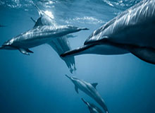 你可能忽略了：土超榜首之争前瞻：别只看风格克制，主客场才更要命